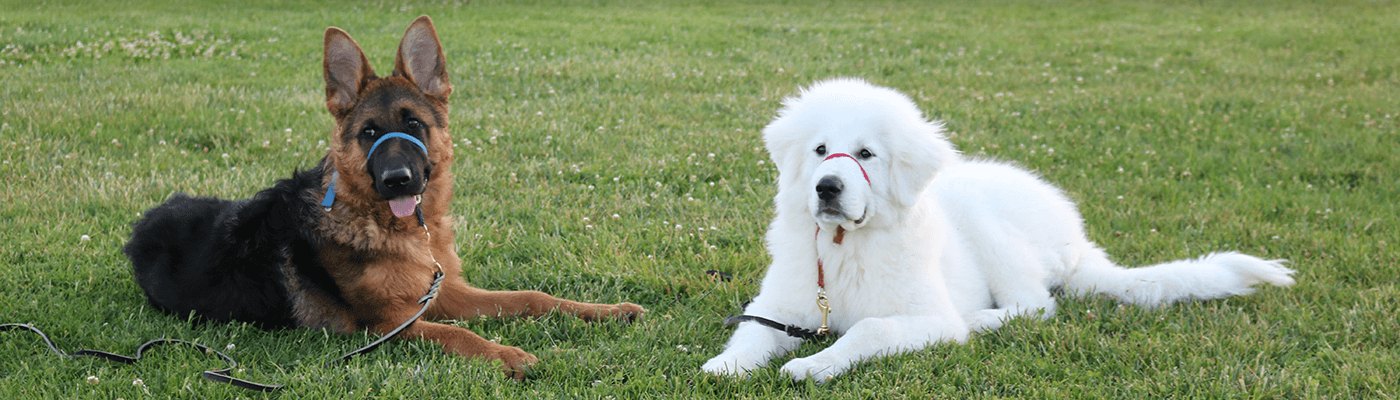 Two of Diana's trained dogs resting on the lawn