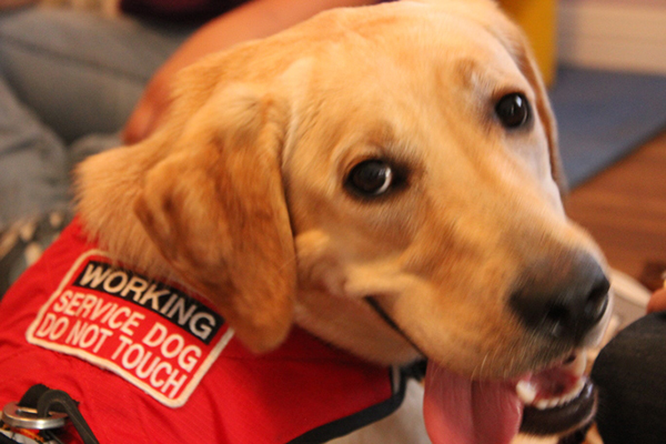 A yellow Labrador trained as a working service dog