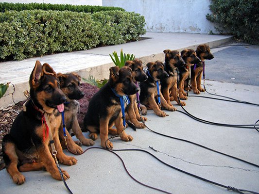A litter of German Shepherd puppies lined up in a sit-stay