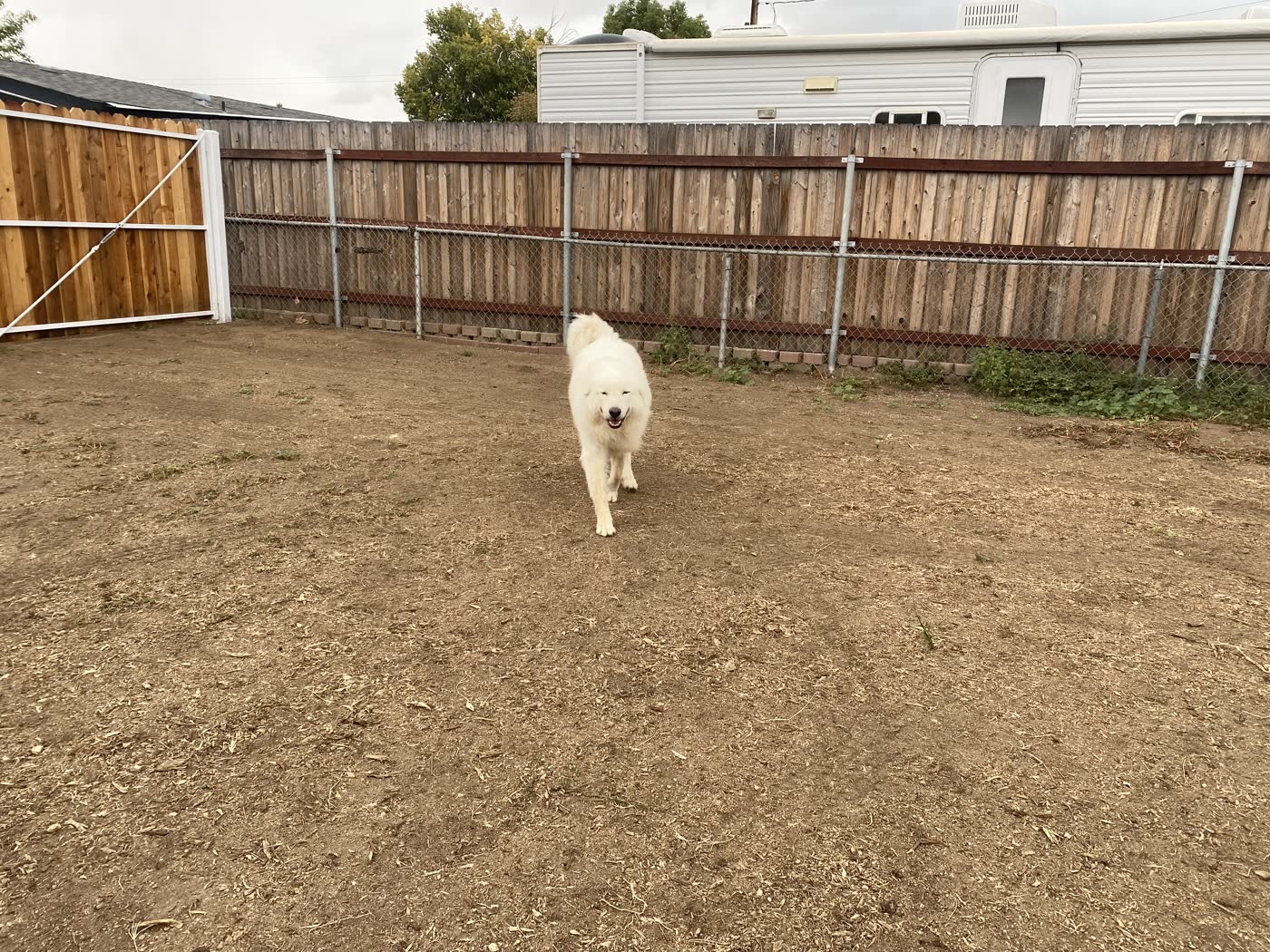 A Great Pyrenees enjoying outdoor boarding time