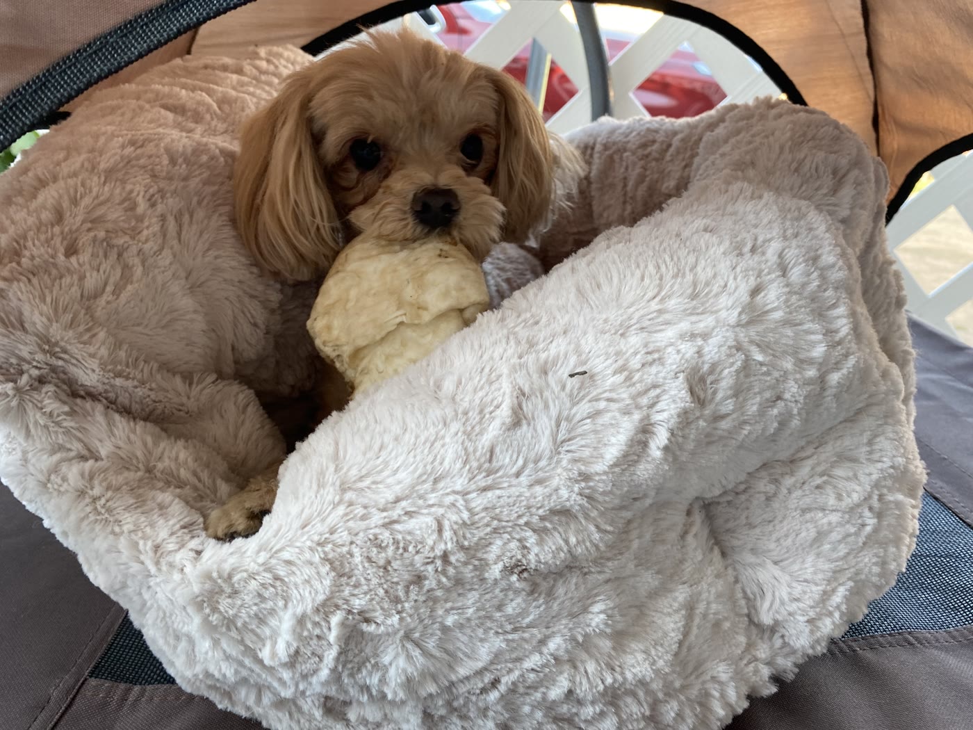 A small mixed-breed dog relaxing during boarding