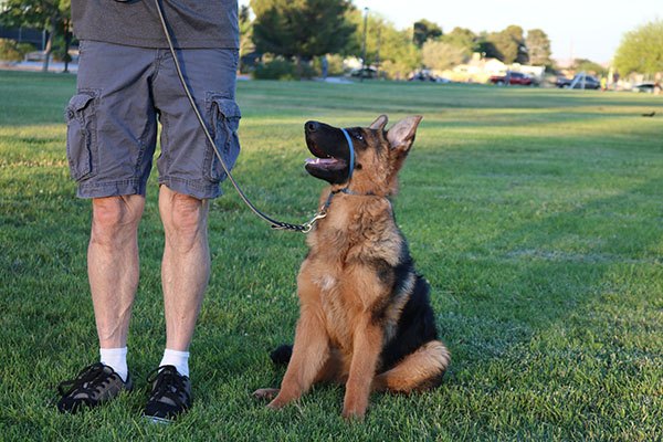 A trained German Shepherd holding a sit at the park