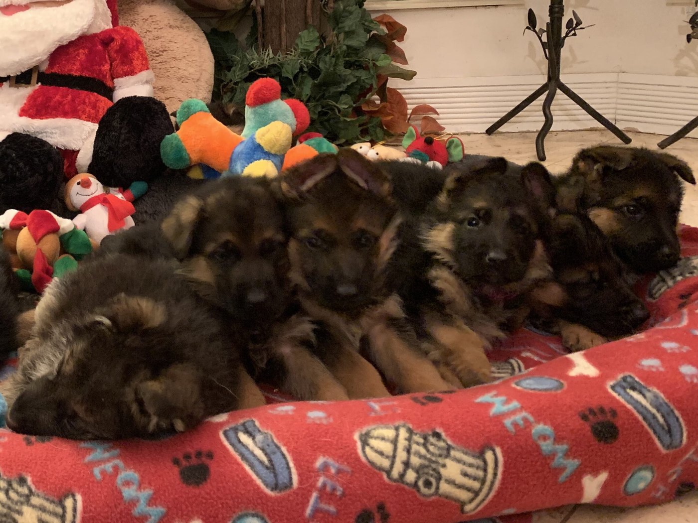 Premium German Shepherd Puppies