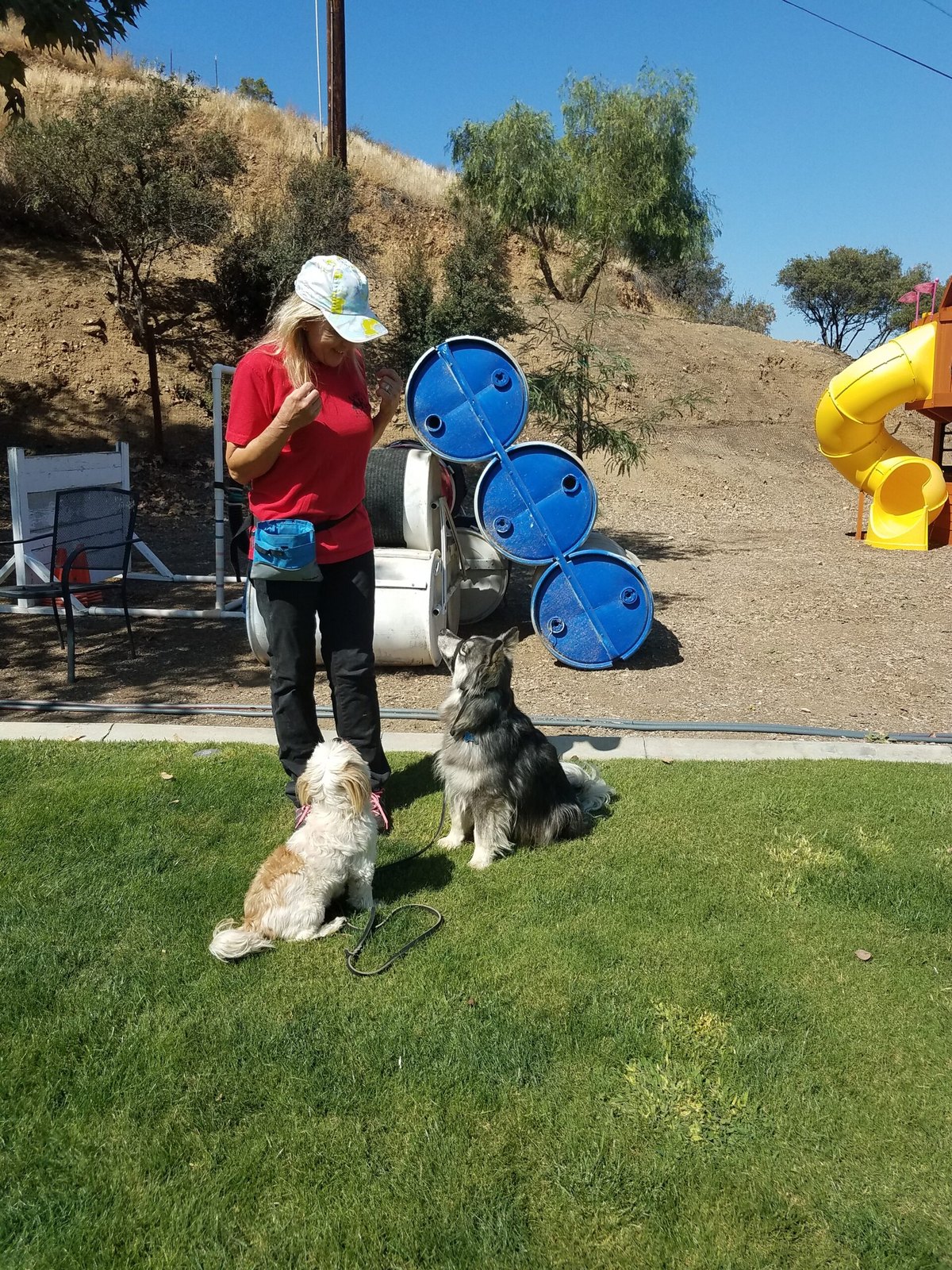 Dog Training & Behavior Specialist