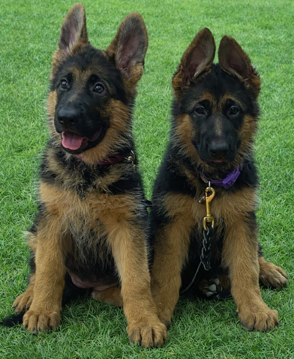 Two young German Shepherds sitting together on the lawn